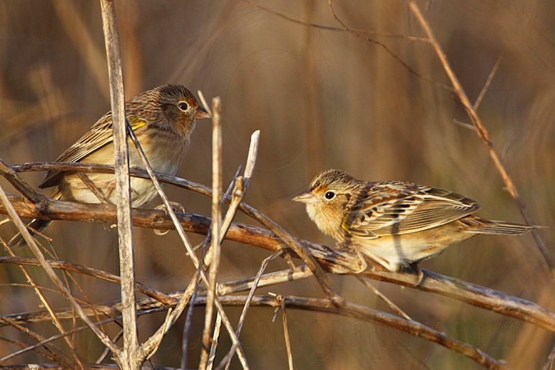 _MG_2272 Grasshopper Sparrow.jpg