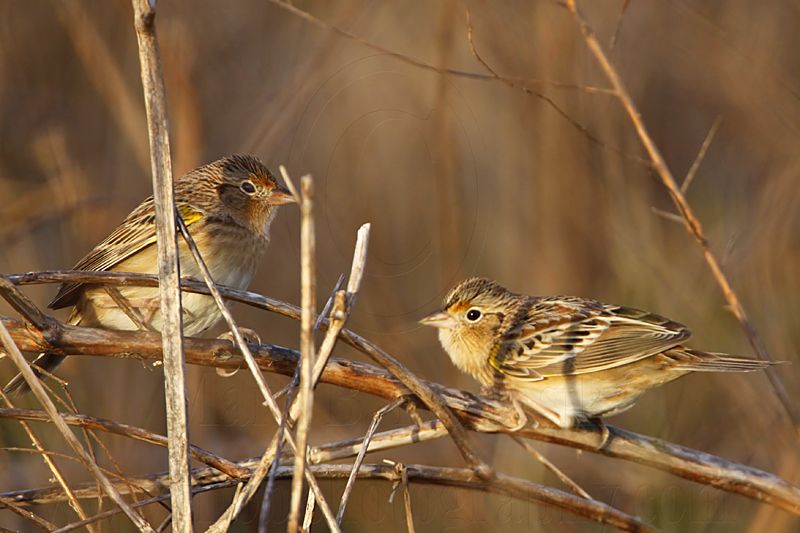 _MG_2273 Grasshopper Sparrow.jpg