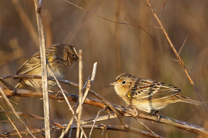 _MG_2281 Grasshopper Sparrow.jpg