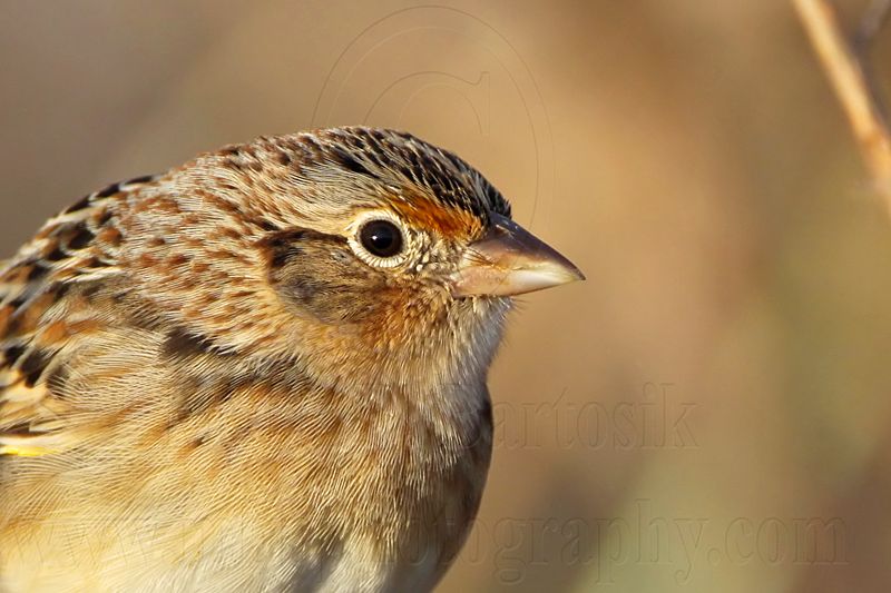 _MG_2412crop Grasshopper Sparrow.jpg