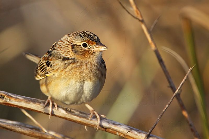 _MG_2418 Grasshopper Sparrow.jpg