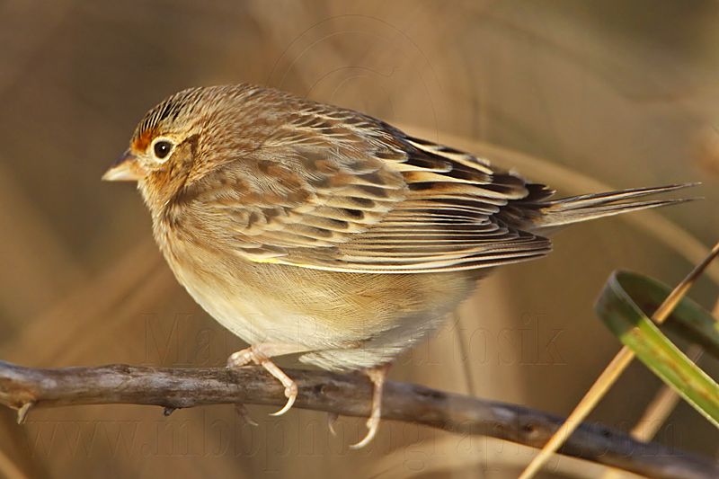 _MG_2429 Grasshopper Sparrow.jpg