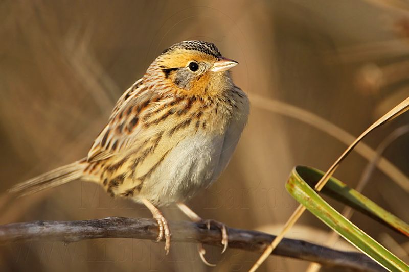_MG_2773 Le Contes Sparrow.jpg