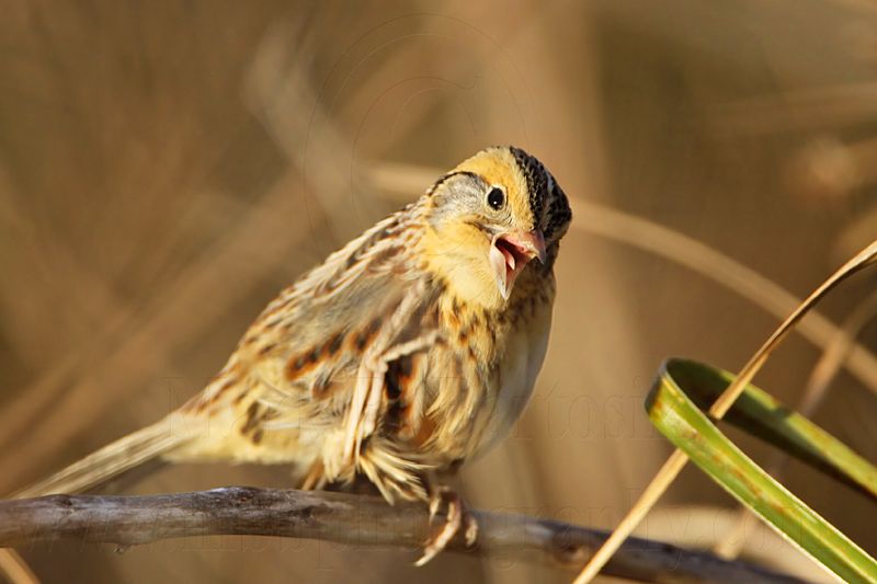 _MG_2778 Le Contes Sparrow.jpg
