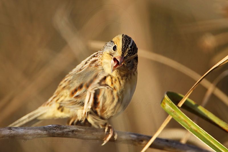 _MG_2779 Le Contes Sparrow.jpg