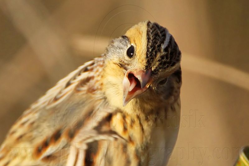 _MG_2779crop Le Contes Sparrow.jpg