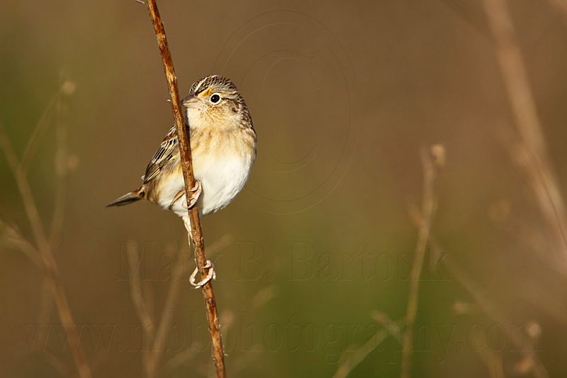 _MG_2881 Grasshopper Sparrow.jpg