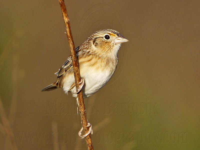 _MG_2909crop Grasshopper Sparrow.jpg