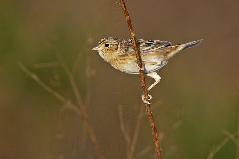 _MG_2993 Grasshopper Sparrow.jpg