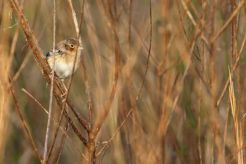 _MG_3031 Grasshopper Sparrow.jpg