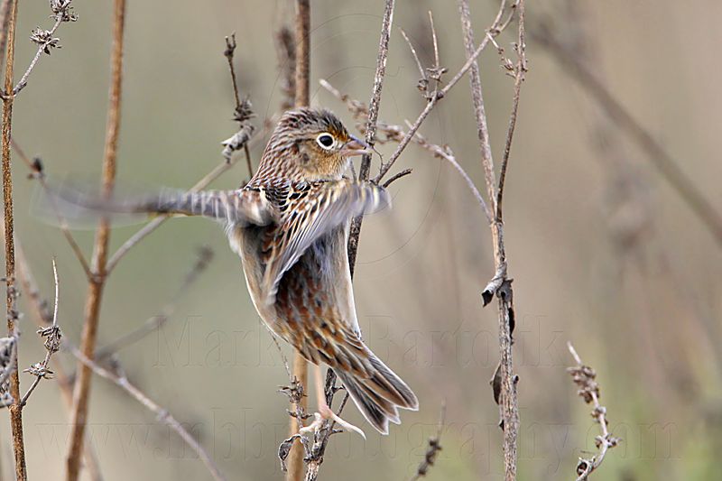 _MG_3406 Grasshopper Sparrow.jpg