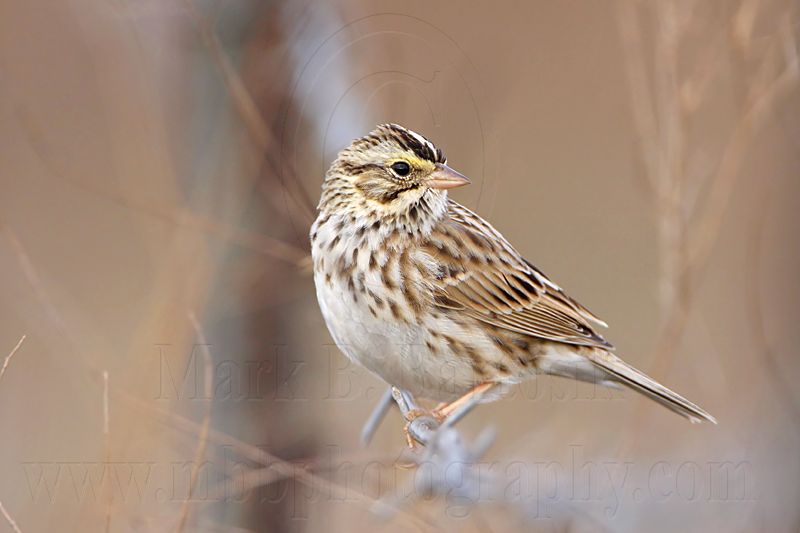 _MG_3413 Savannah Sparrow.jpg