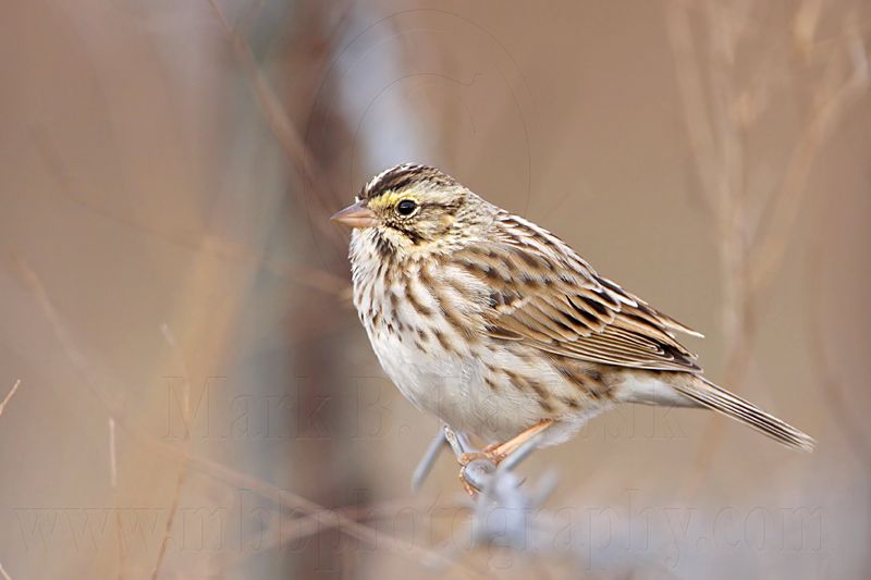 _MG_3416 Savannah Sparrow.jpg