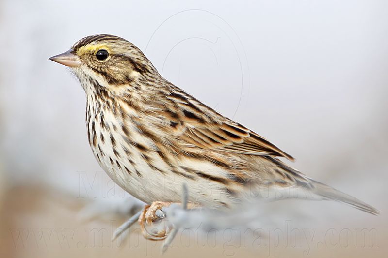 _MG_3477 Savannah Sparrow.jpg