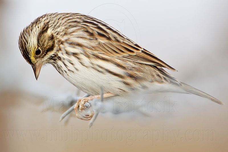 _MG_3497 Savannah Sparrow.jpg