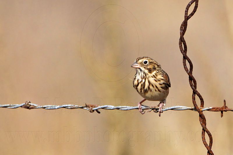 _MG_4157 Vesper Sparrow.jpg