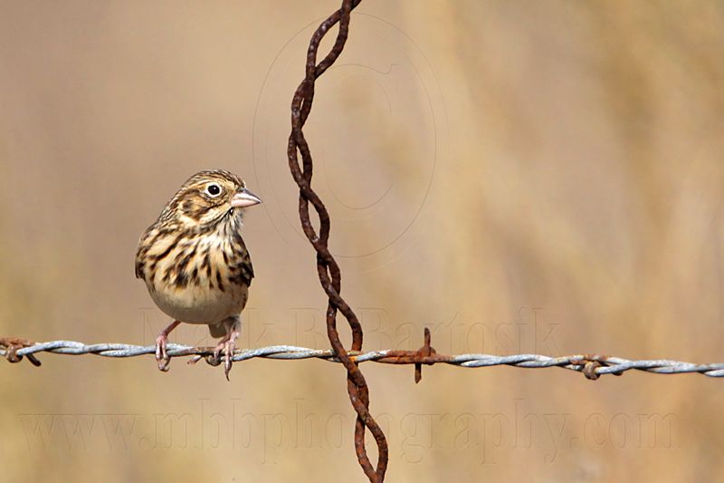 _MG_4161 Vesper Sparrow.jpg