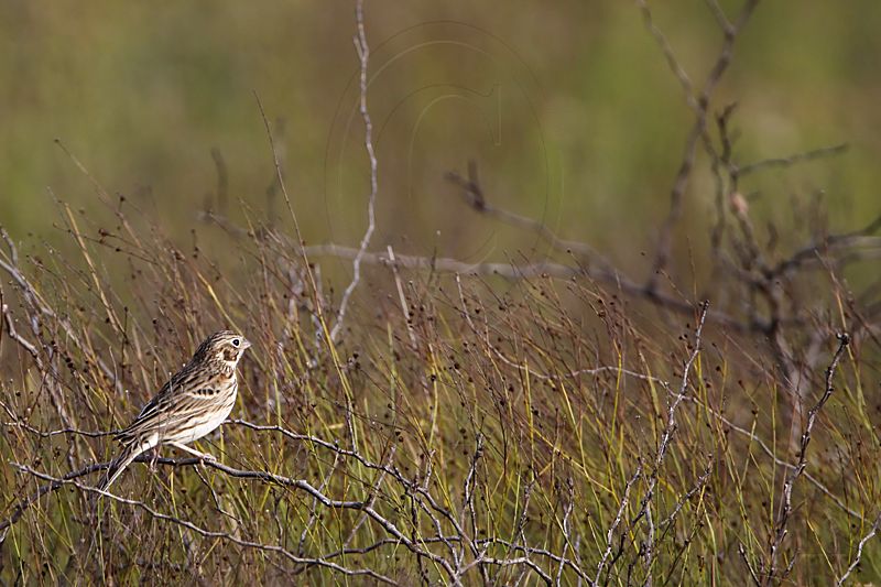 _MG_5578 Vesper Sparrow.jpg