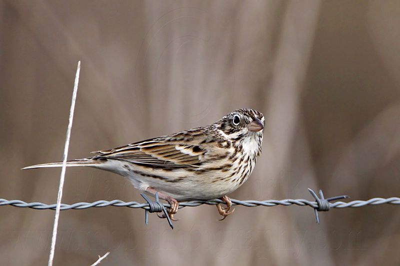 _MG_5600 Vesper Sparrow.jpg