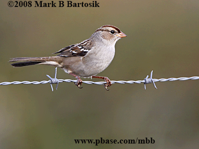 White-crowned Sparrow.gif