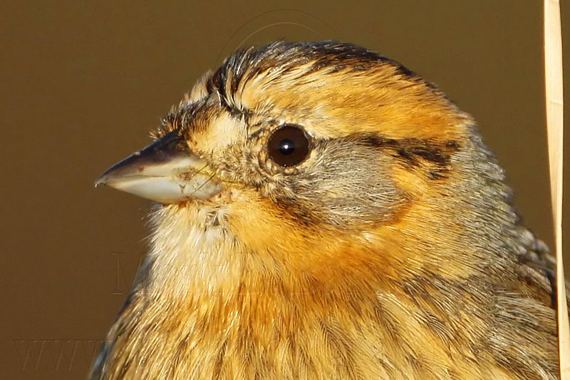 _MG_1320crop Nelsons Sharp-tailed Sparrow.jpg