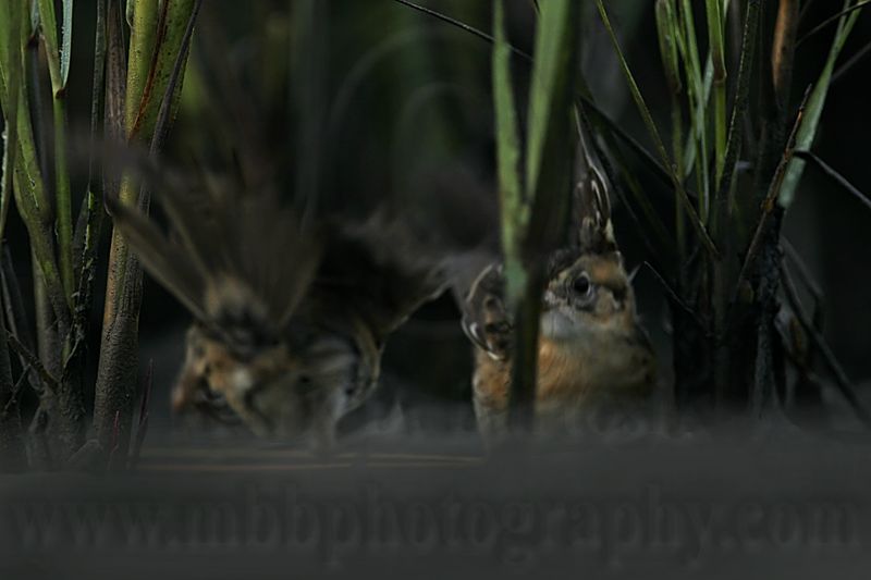 _MG_3402 Seaside Sparrow.jpg