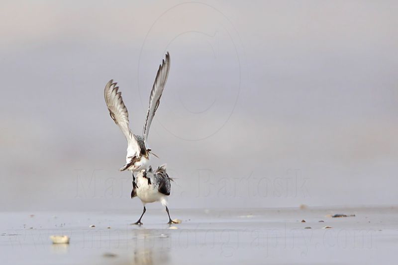 _MG_5998 Sanderling.jpg