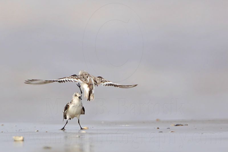 _MG_5999 Sanderling.jpg
