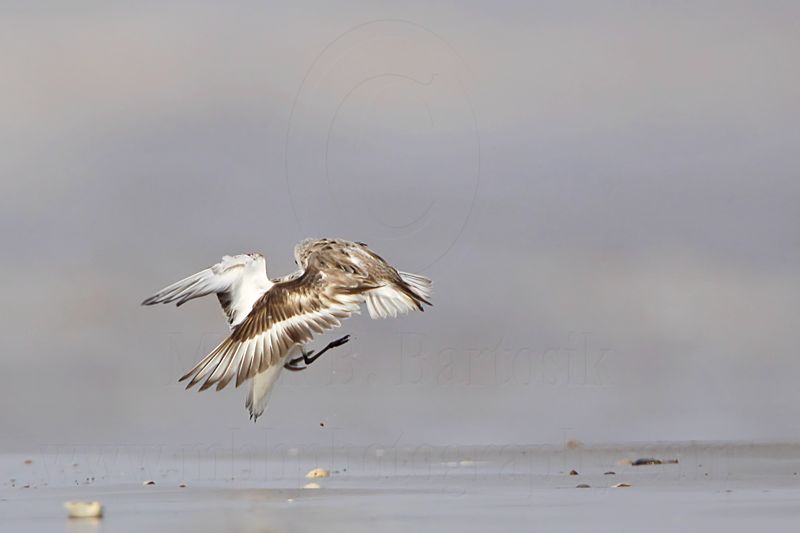 _MG_6000 Sanderling.jpg