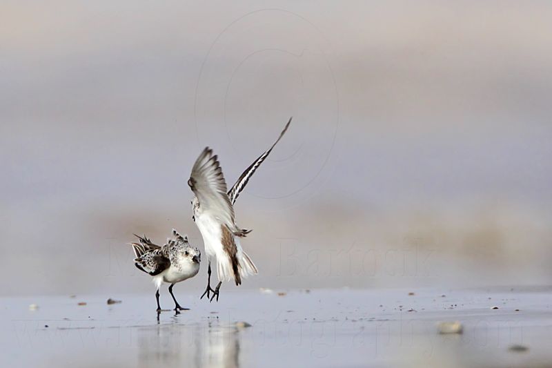 _MG_6004 Sanderling.jpg