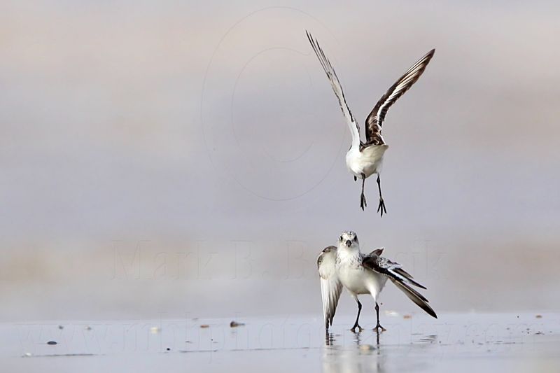 _MG_6005 Sanderling.jpg