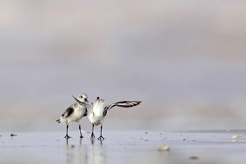 _MG_6008 Sanderling.jpg