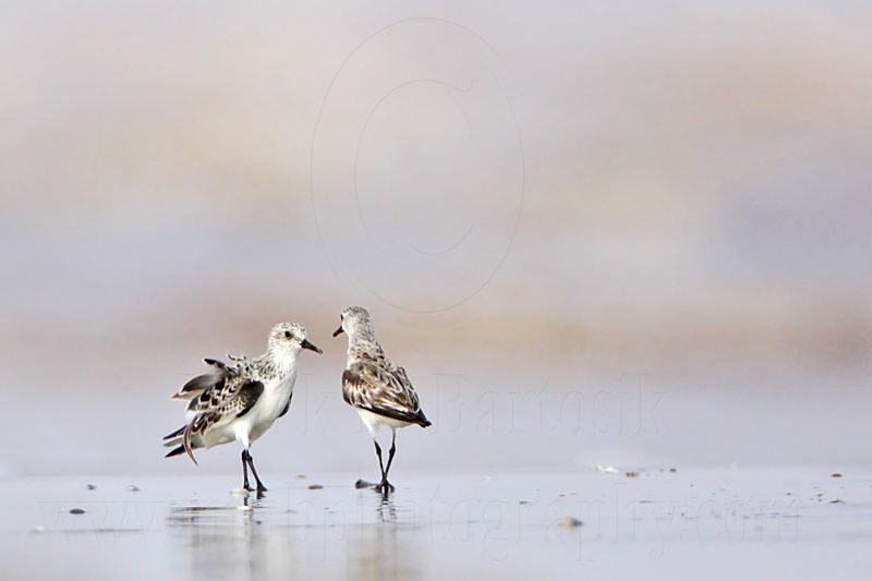 _MG_6021 Sanderling.jpg
