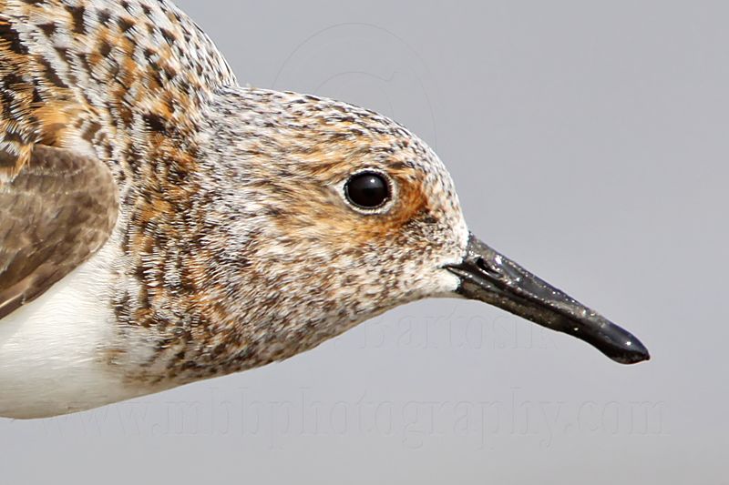 _MG_2209crop Sanderling.jpg