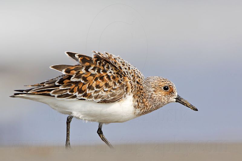 _MG_2270 Sanderling.jpg