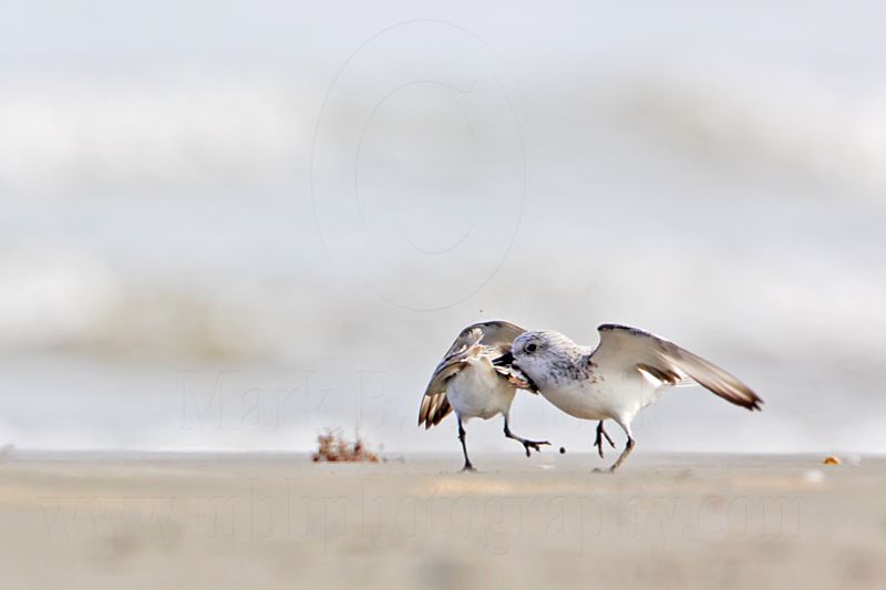_MG_2360 Sanderling.jpg