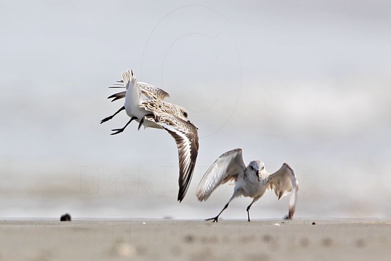_MG_2368 Sanderling.jpg