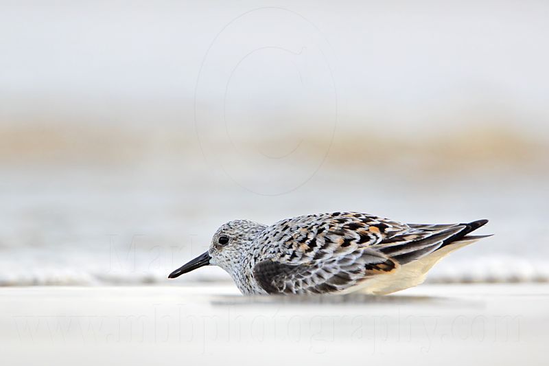 _MG_3406 Sanderling.jpg