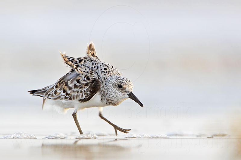 _MG_3418 Sanderling.jpg