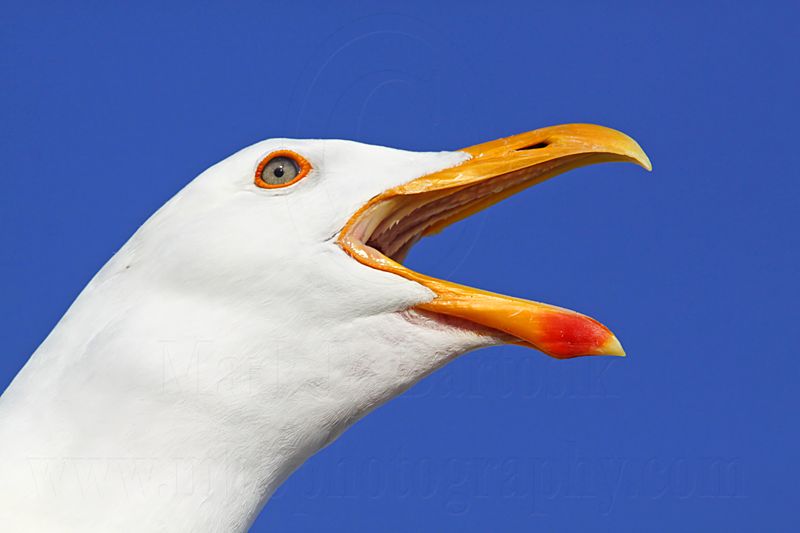 _MG_3553 Yellow-footed Gull.jpg