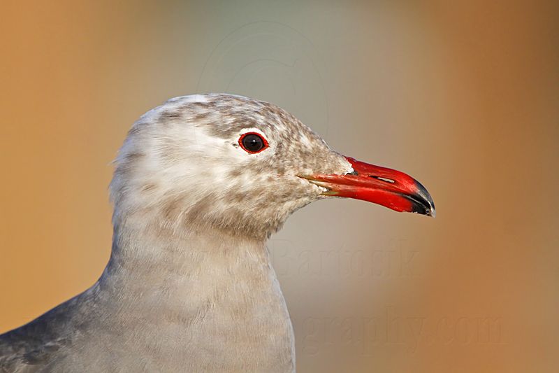 _MG_3952 Heermanns Gull.jpg
