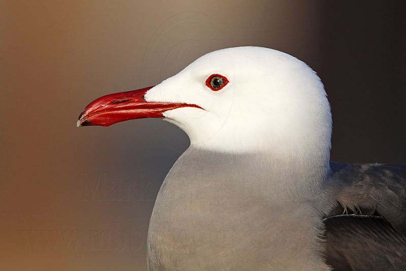 _MG_3963 Heermanns Gull.jpg