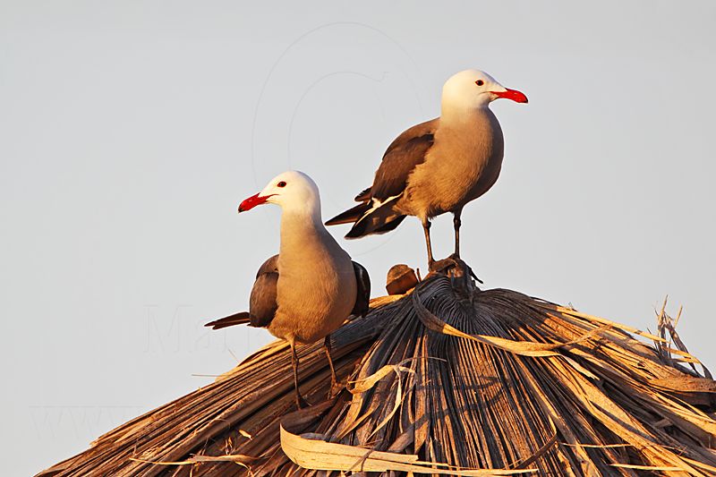 _MG_4352 Heermanns Gull.jpg
