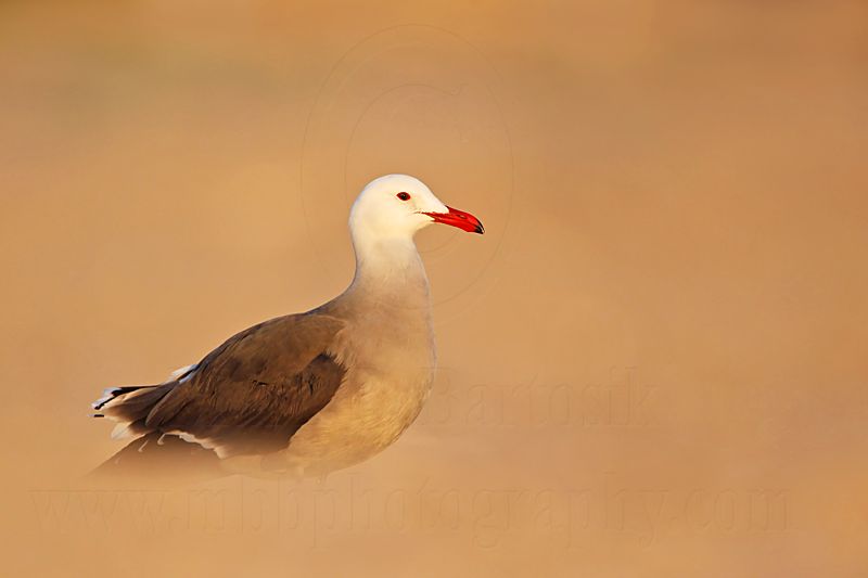 _MG_4497 Heermanns Gull.jpg