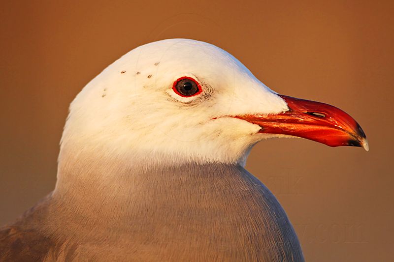 _MG_4604 Heermanns Gull.jpg
