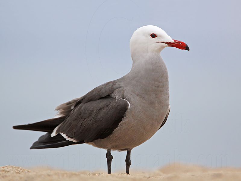 _MG_2473 Heermanns Gull.jpg