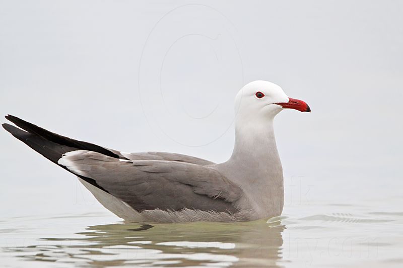 _MG_3251 Heermanns Gull.jpg