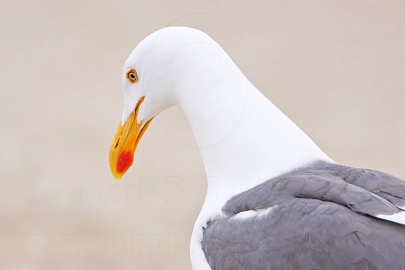 _MG_3500 Yellow-footed Gull.jpg
