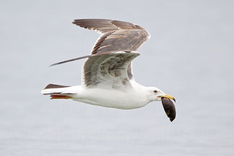 _MG_3706 Yellow-footed Gull.jpg