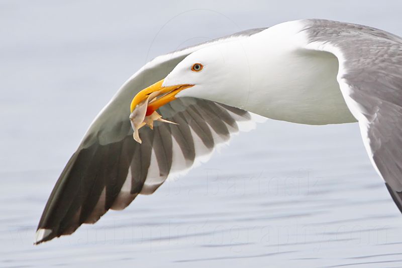 _MG_4155crop Yellow-footed Gull.jpg